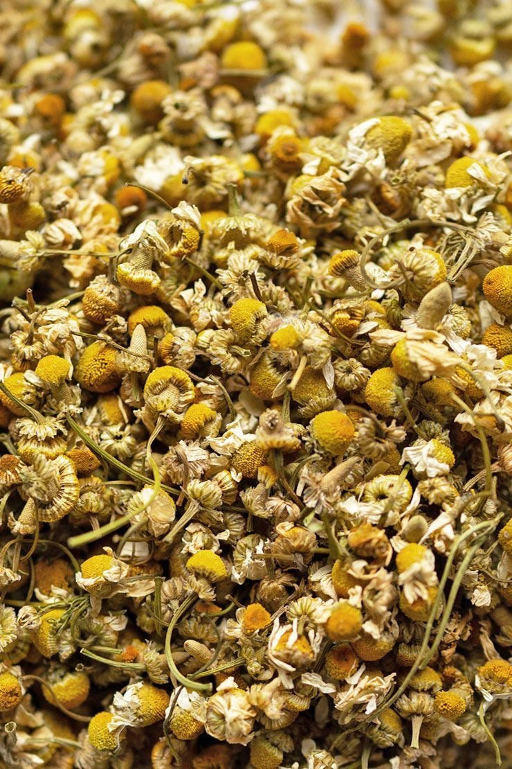 Camomille – Matricaria recutita