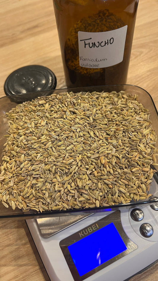 Fennel – Foeniculum vulgare