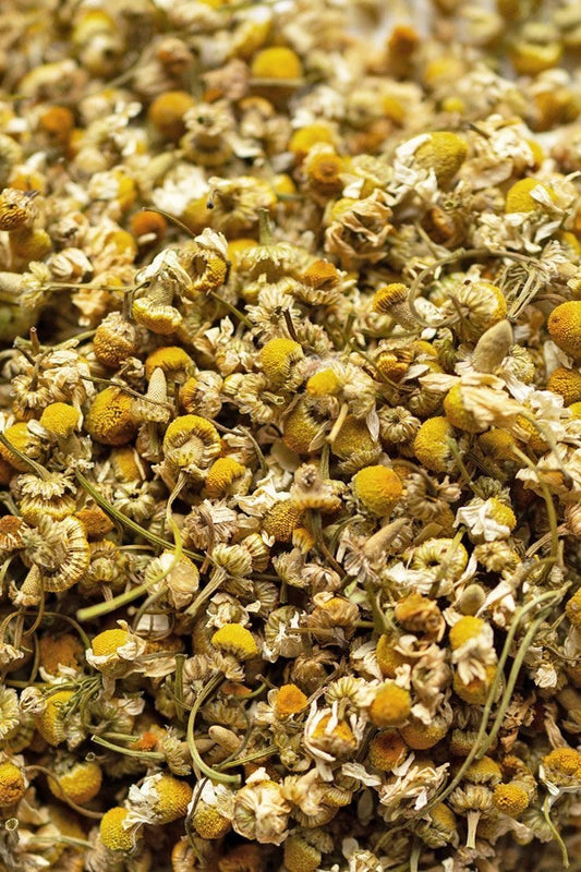 Camomille – Matricaria recutita