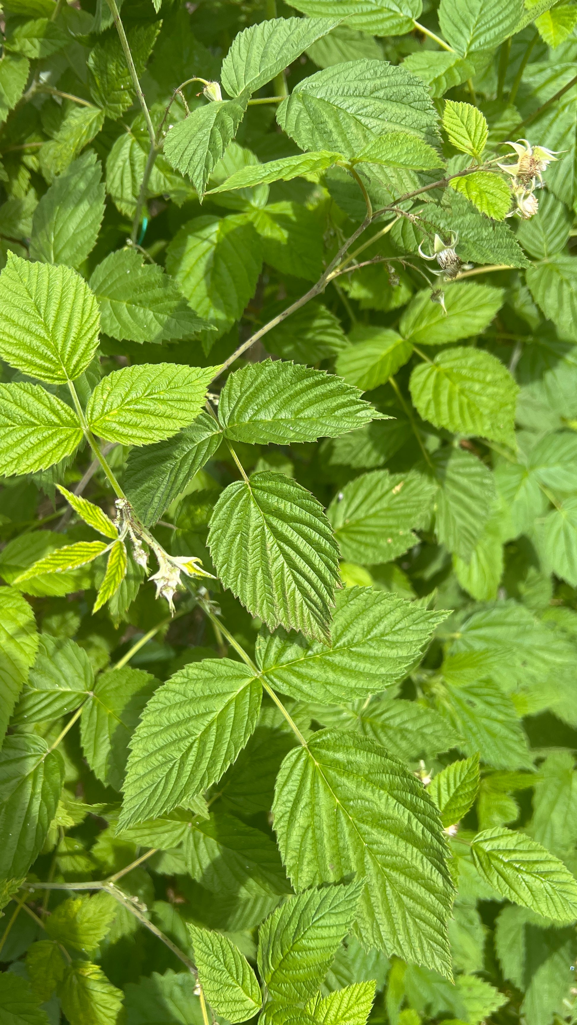 Folhas de framboesa - para infusão