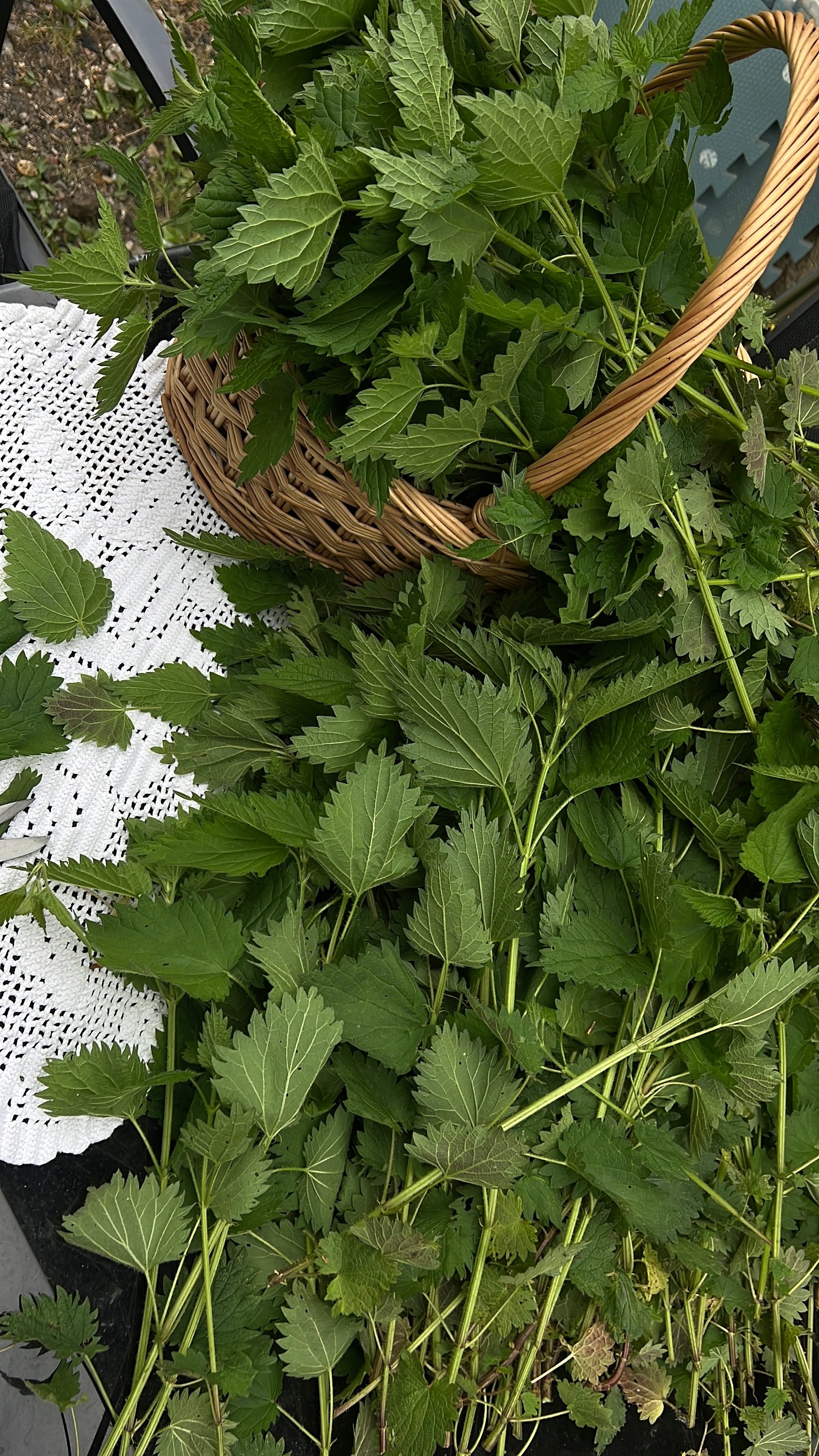 Infusão de ortiga - Urtica Dioica