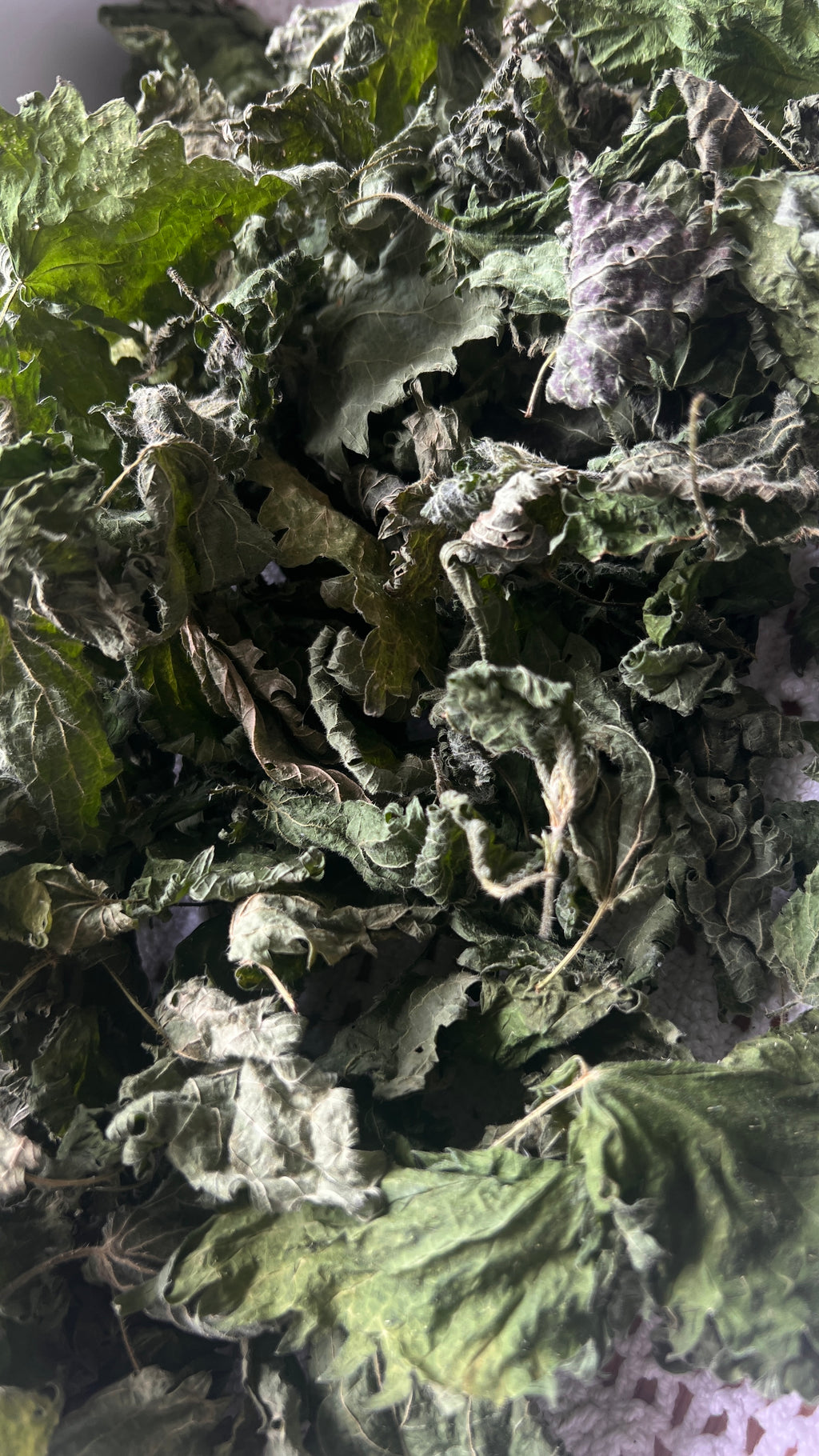 Infusão de ortiga - Urtica Dioica