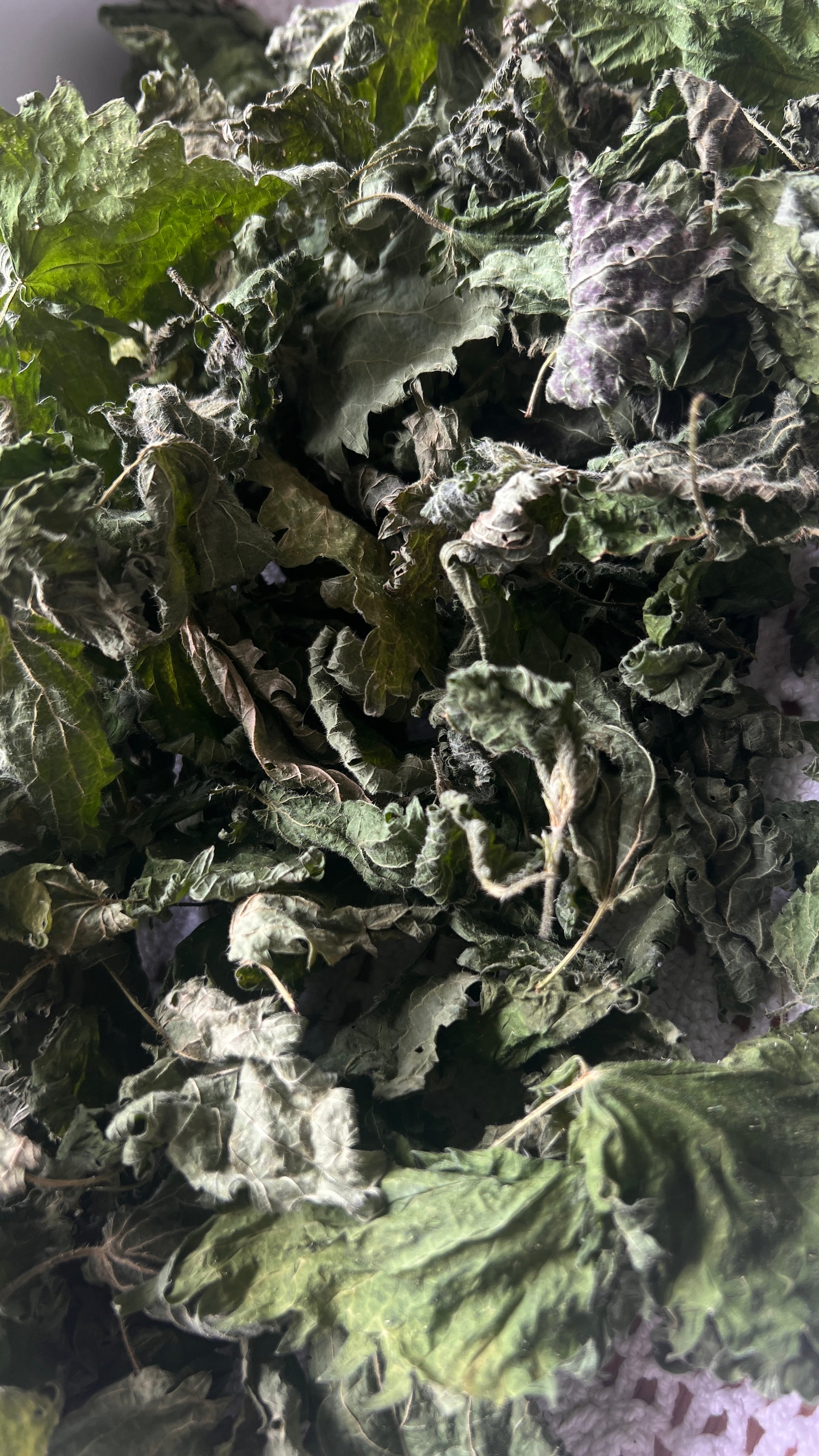 Infusão de ortiga - Urtica Dioica